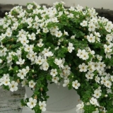 Bacopa cvijet: kada sijati, fotografije, sadnja i njega, reprodukci...